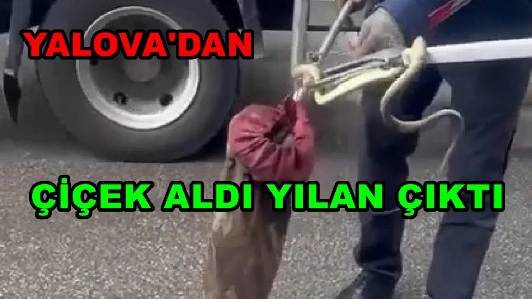 YALOVA DAN ÇİÇEK ALDI YILAN ÇIKTI