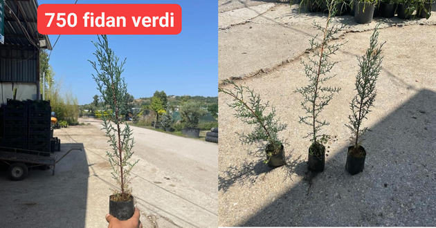 Yalova dan Manavgat'a fidan bağışladı