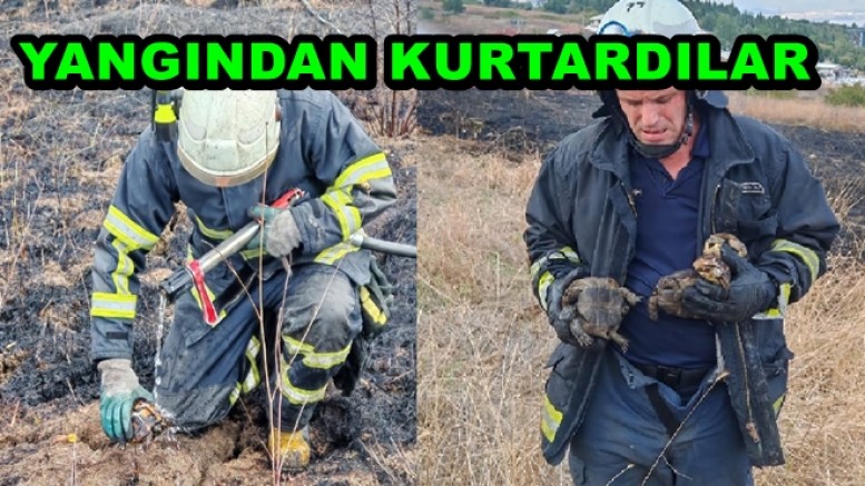 YALOVA İTFAİYESİ YANGINDAN KAPLUBAĞALARI KURTARDI