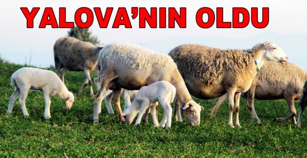 YALOVA KIVIRCIĞI RESMEN TESCİLLENDİ