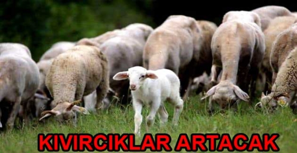 YALOVA KOYUNU TESCİLLENİYOR