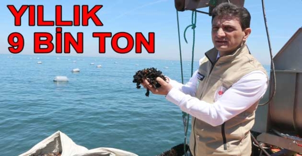 ​YALOVA MİDYE MERKEZİ OLACAK