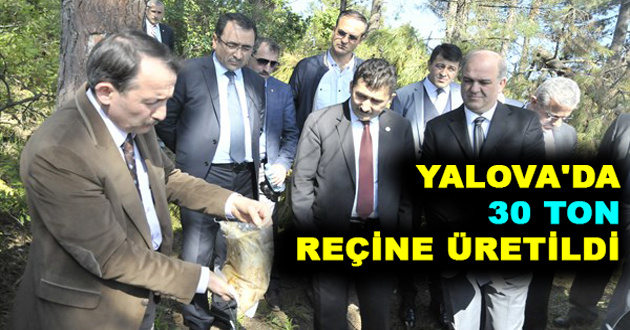 YALOVA'DA 30 TON REÇİNE ÜRETİLDİ