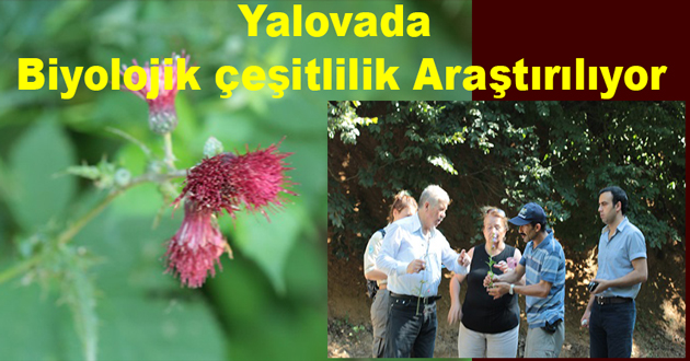 Yalovada Biyolojik çeşitlilik Araştırılıyor