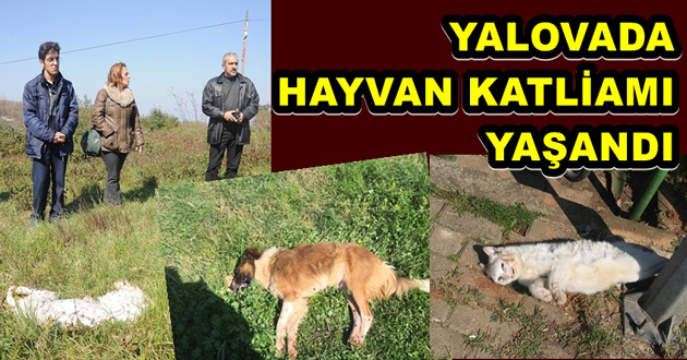 YALOVADA HAYVAN KATLİAMI YAŞANDI