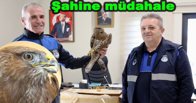 Yaralı şahine anında müdahale
