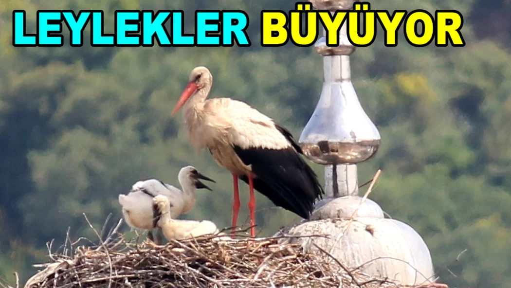 YAVRU LEYLEKLERE UÇMAYA HAZIR