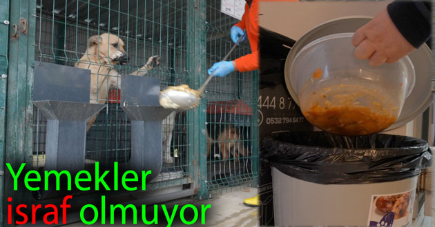 Yemekler sokak hayvanlarına