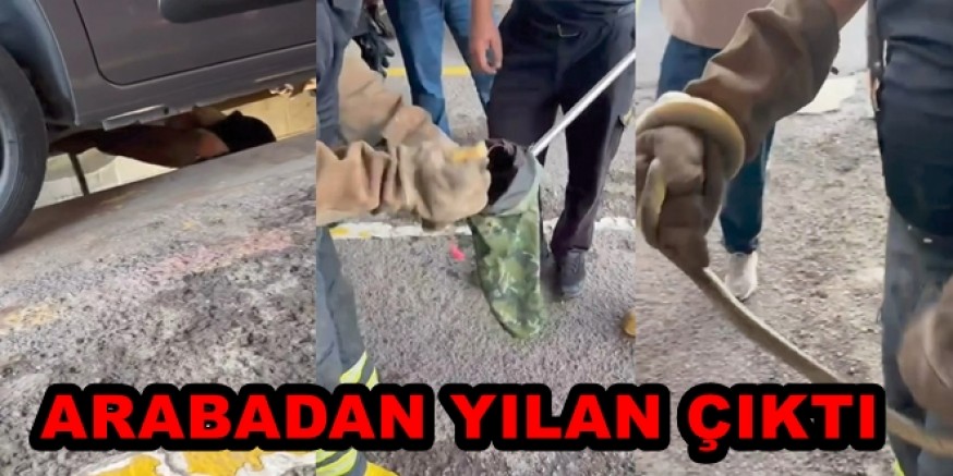 YENİKAPI-YALOVA FERİBOTUNDAN İNEN ARAÇTA YILAN ALARMI