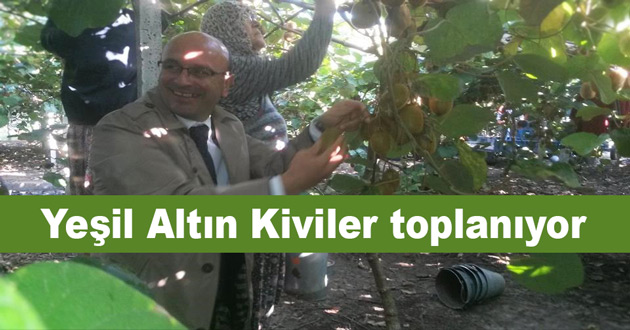 Yeşil Altın Kiviler toplanıyor