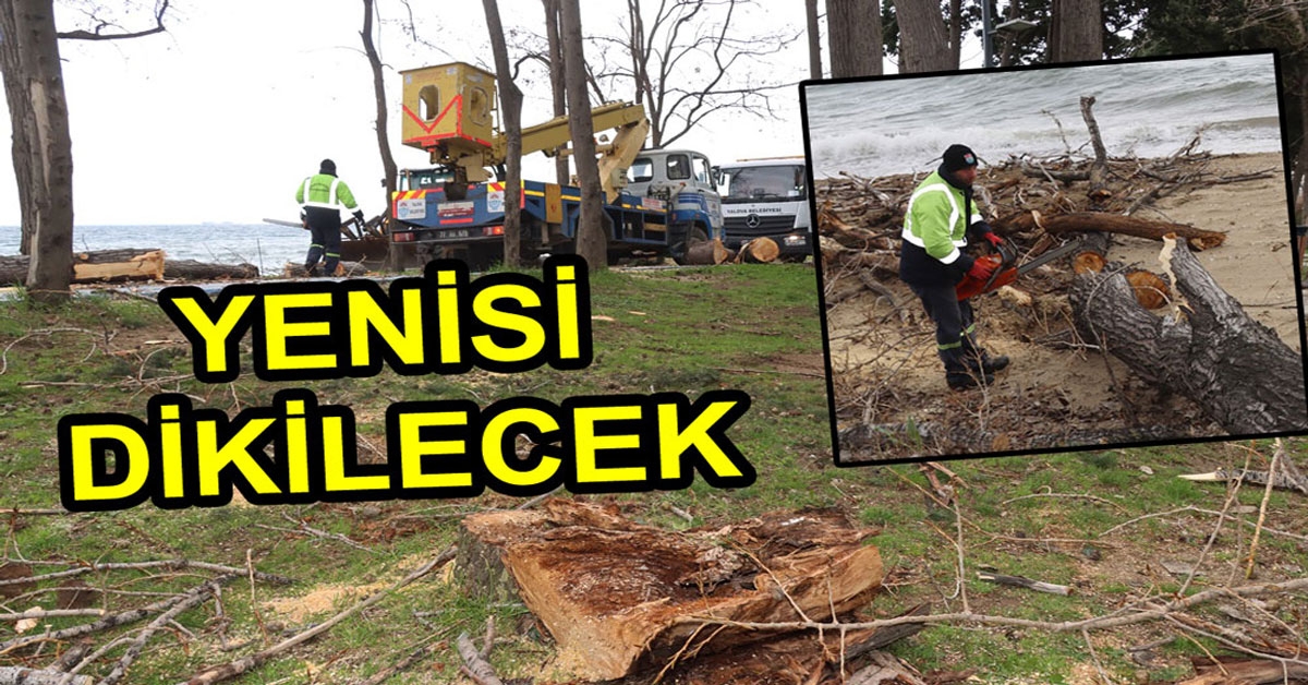 YIKILAN AĞAÇLARIN YERİNE FİDAN