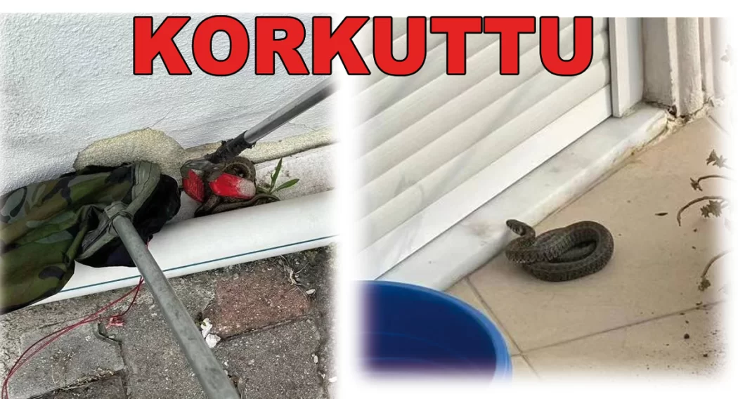 YILAN SİTE SAKİNLERİNİ KORKUTTU