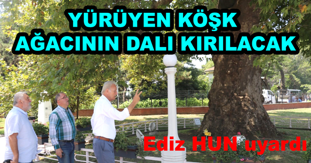 YÜRÜYEN KÖŞK AĞACININ DALI KIRILACAK