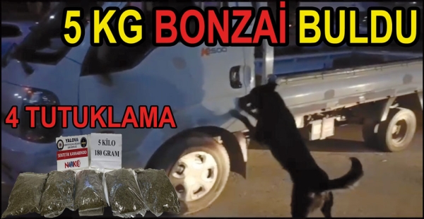 ZEYTİN 5 KİLO BONZAİ YAKALADI 4 KİŞİ TUTUKLANDI