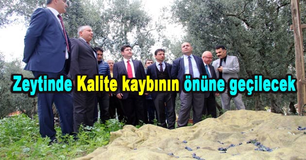 Zeytinde Kalite kaybının önüne geçilecek